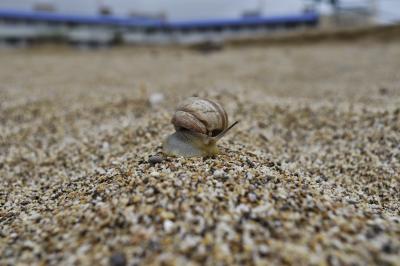 Прикрепленное изображение: _DSC6452.JPG